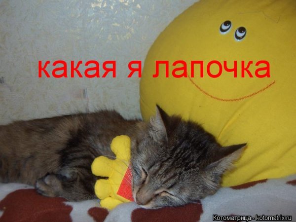 Лапуля я тебя люблю