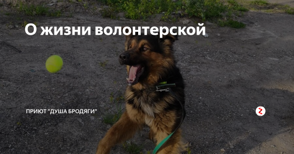 Жека Басотский