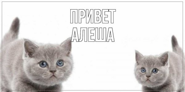 Алеша лох