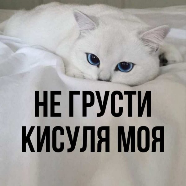 Ты моя кисуля картинки