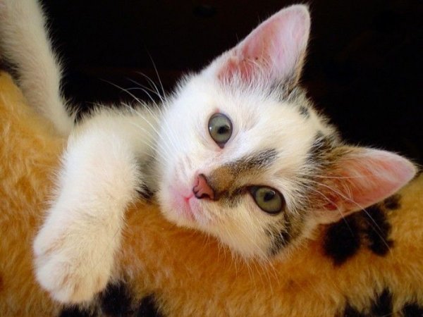 Котенок скучает