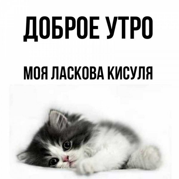 Люблю тебя мой котик