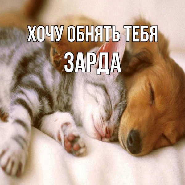 Хорошенький котик