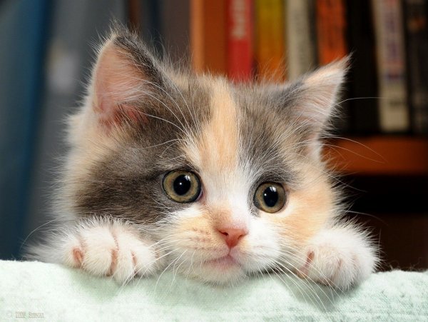 Спящий котенок