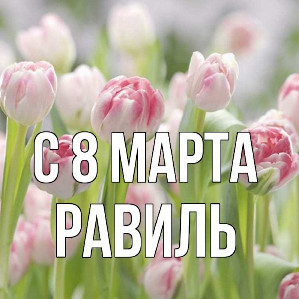 Милые животные с надписями