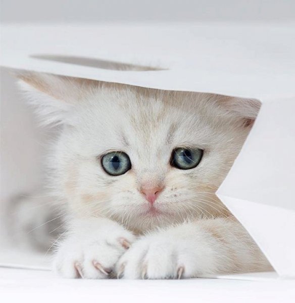Кот поздравляет