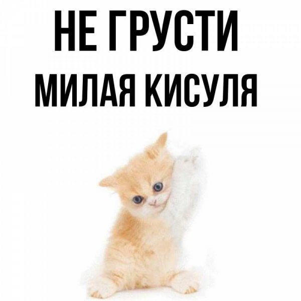 Рыже белые котята пушистые