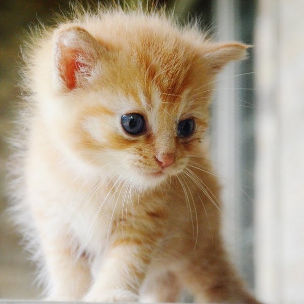 Котенок улыбается