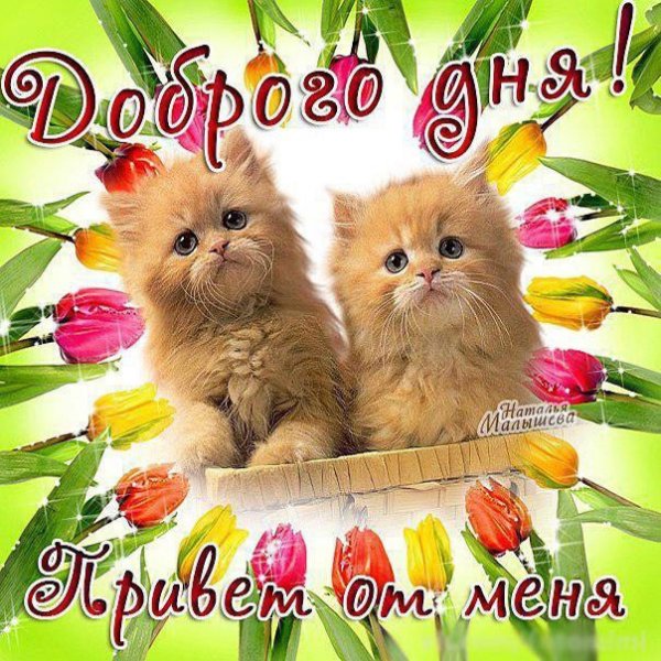Приветик котя