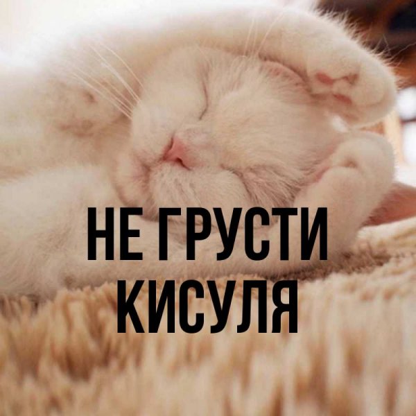 Котик дарит цветы
