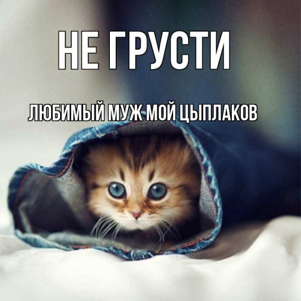 Хорошего дня кошечка