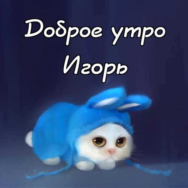 Любимому котеночку