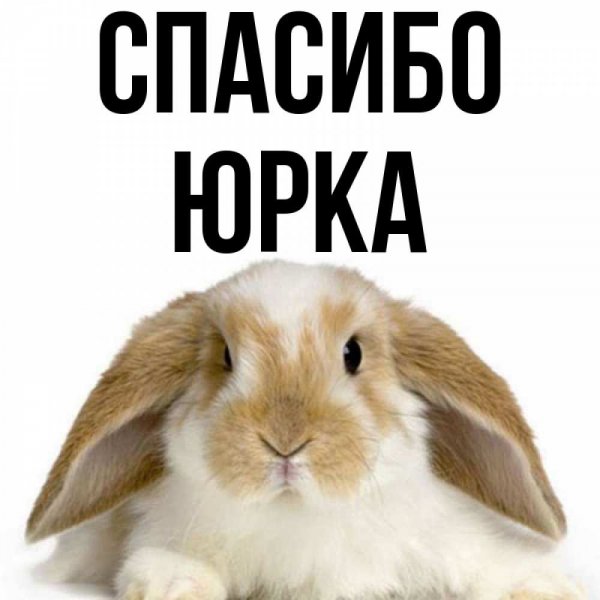 Привет котенок
