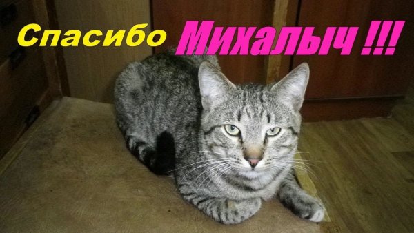 Михалыч гомосятина
