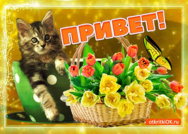 Кот привет
