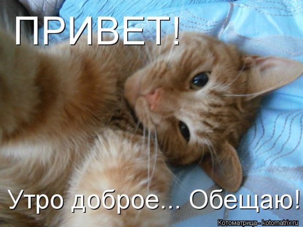 Доброе утро коты и котики с надписями