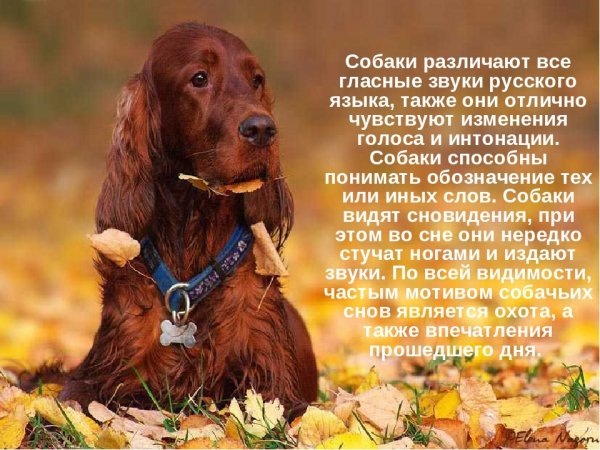 Русский охотничий спаниель