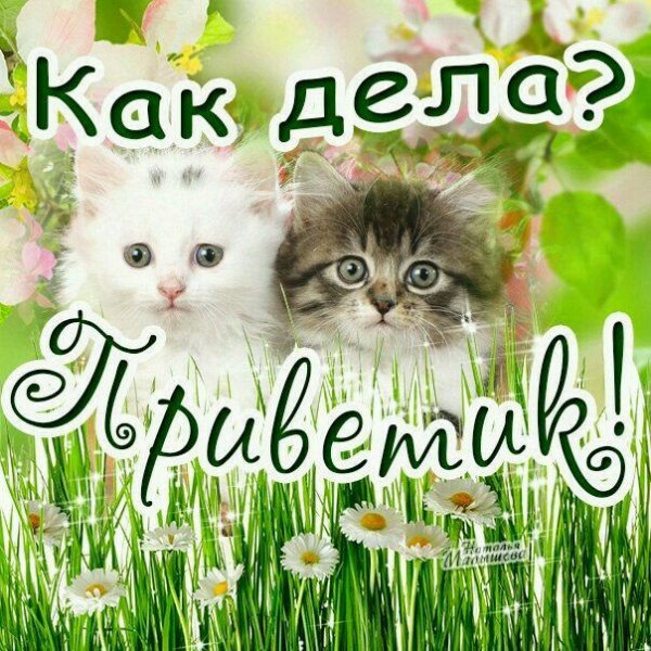 Привет как дела