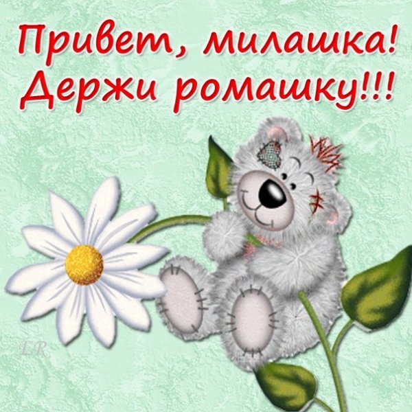 Привет ромашки