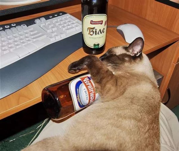 Коты с пивом