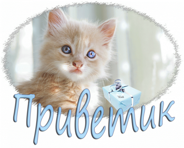 Приветик котик