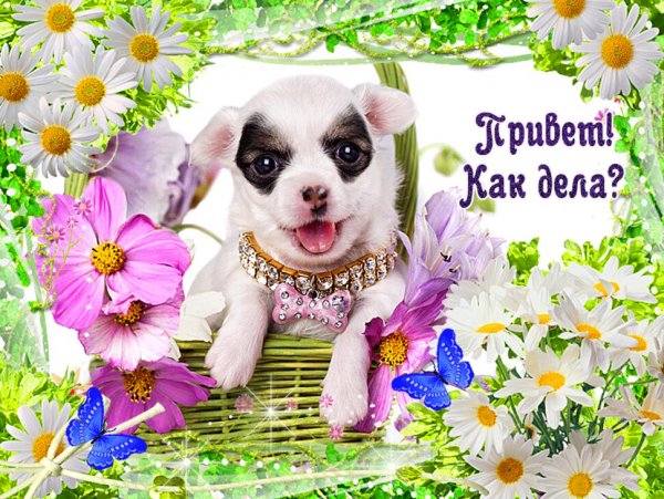 Прикольные приветствия