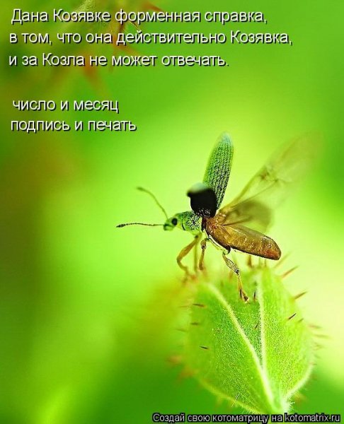 Ты козявка