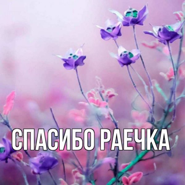 Спасибо Раечка картинки