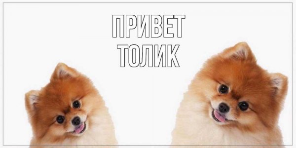 Толик Мем