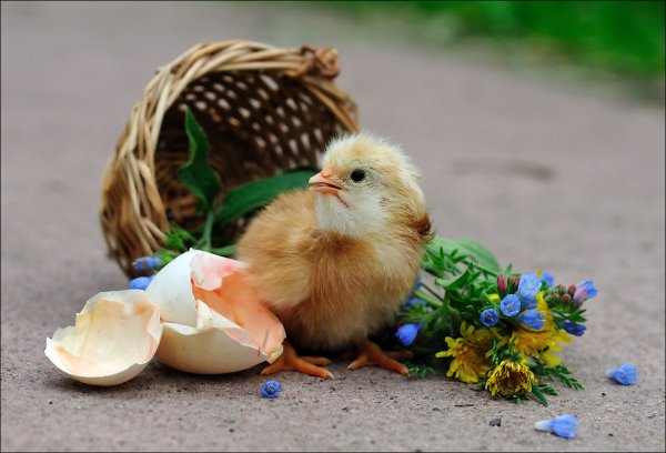 Цыпленок с цветочком