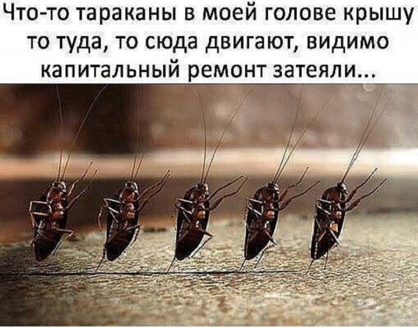 Тараканы в моей голове