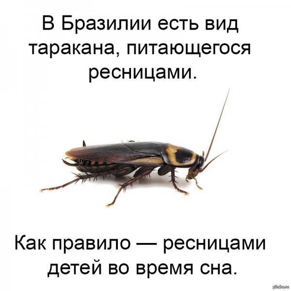 Приколы про тараканов