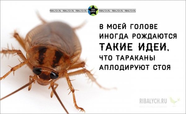 Тараканы из моей головы
