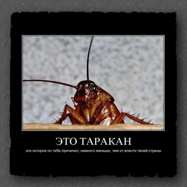 Международный день домашних насекомых