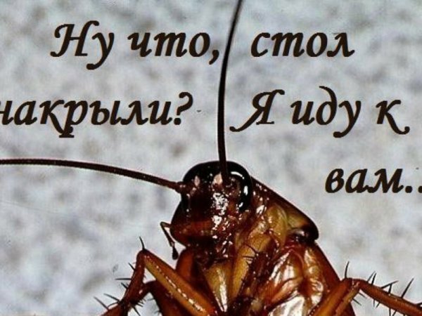 Таракан прикол