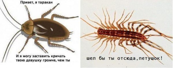 Накуренный таракан
