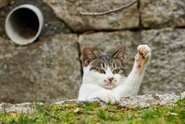Умиротворенный кот
