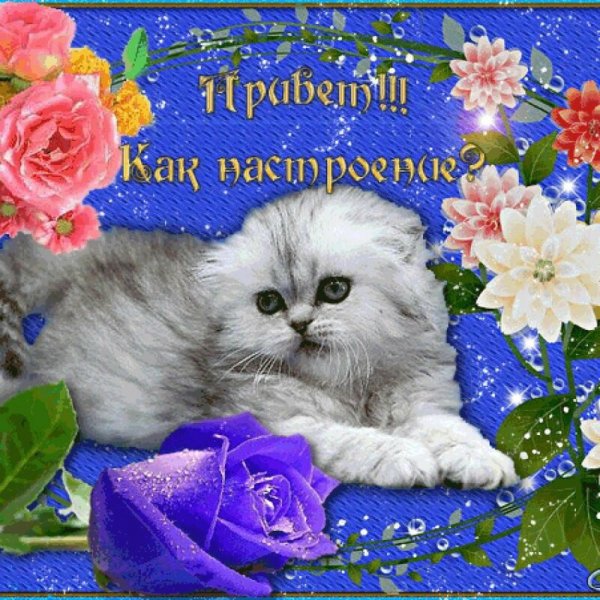 Живые открытки
