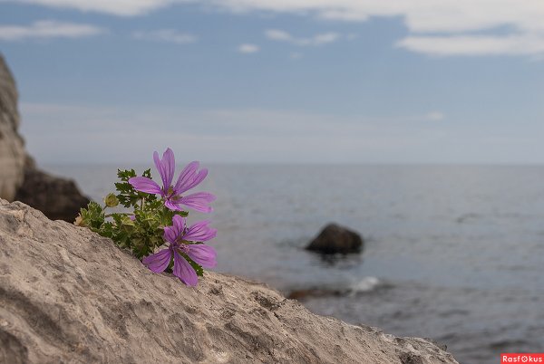 Алушта Гурзуф