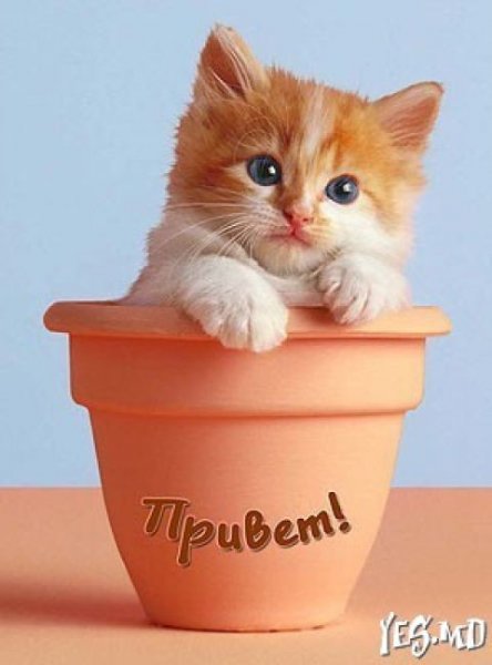 Приветик котик