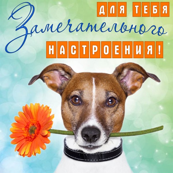 Хорошего дня собачки
