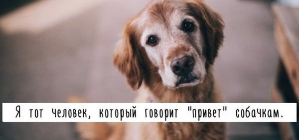 Собака говорящая привет