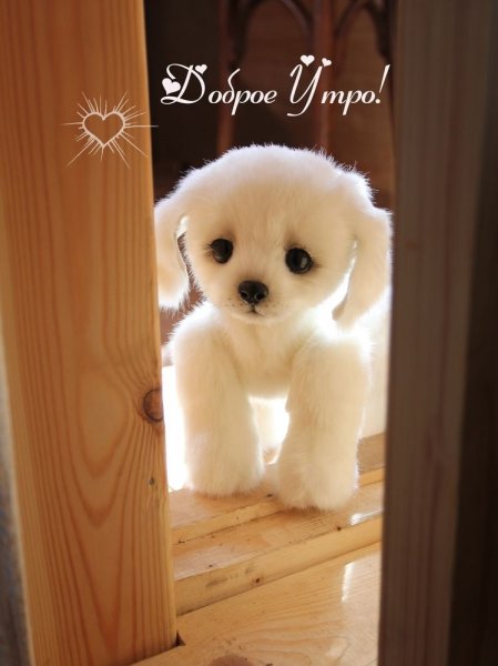 Доброе утро собачки