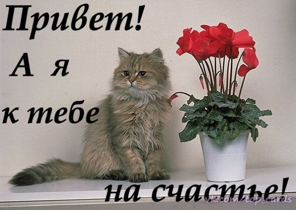 Прикольные анимационные открытки