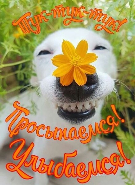 Хорошего дня прикольные