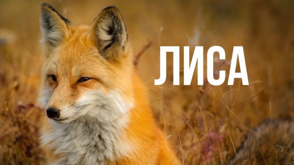 Привет Лисенок