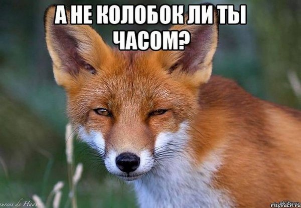 Лиса прикол