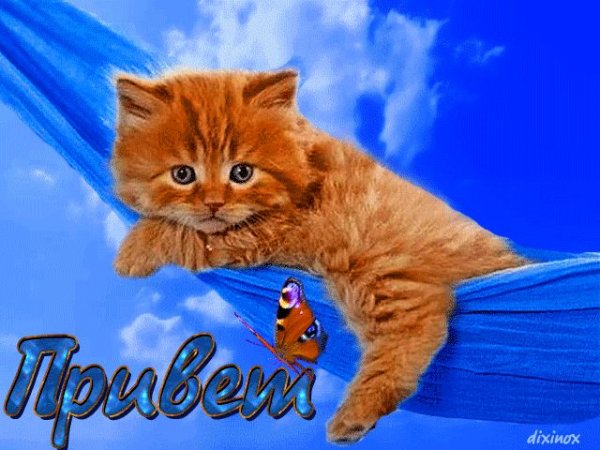 Привет котик
