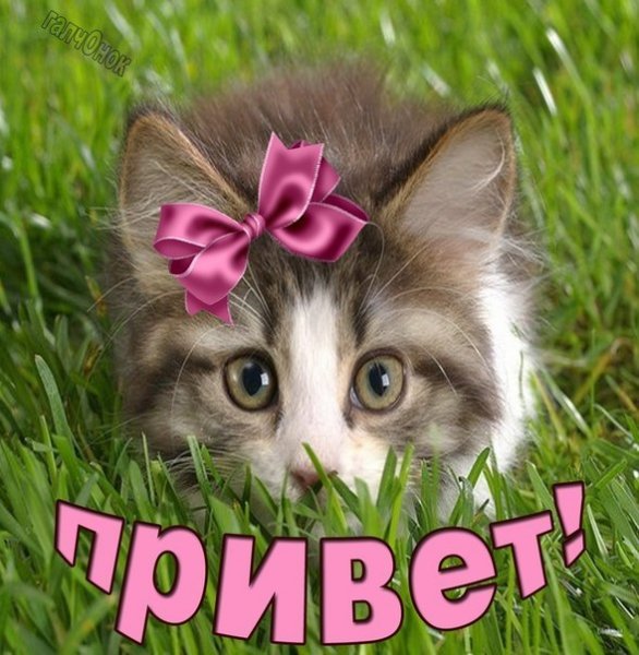Приветик с котятами