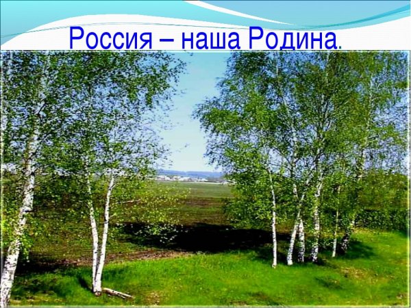 Березка символ России